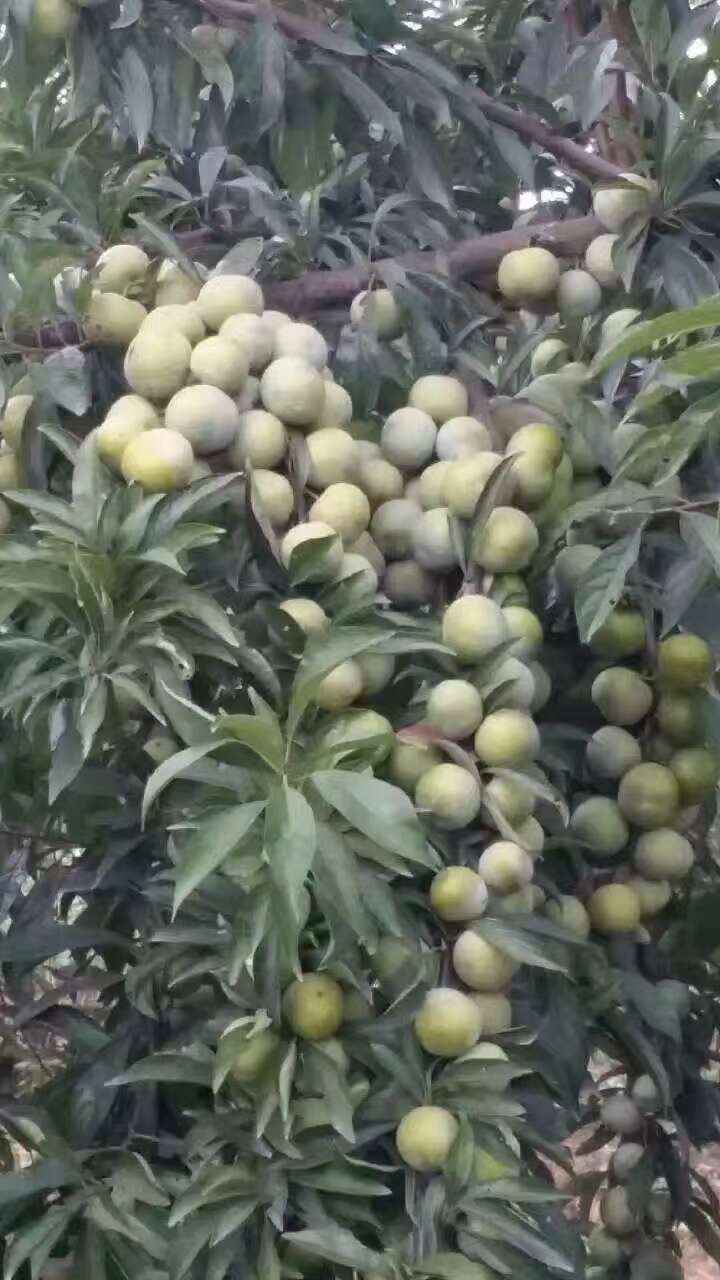 貴州有機(jī)肥廠家